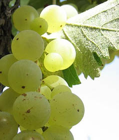 vino Fiano di Avellino