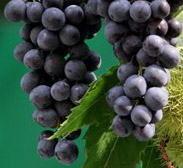 vino Brunello di Montalcino