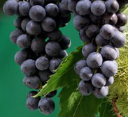 vino Cabernet Grave del Friuli